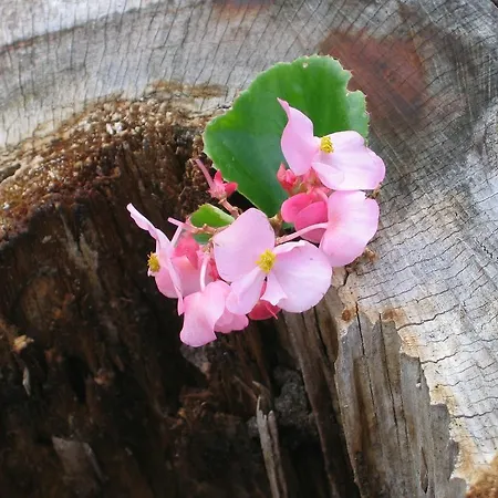 فندق Backenkoehler غانديركيسي